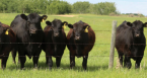 black angus couws